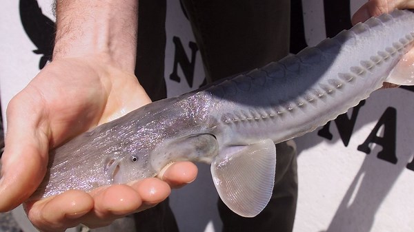 How to identify a pallid sturgeon: See the key features of the endangered fish