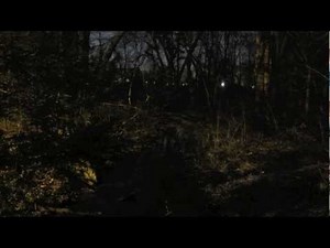 Spring Peepers sing at Night