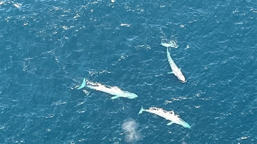 'Impressive number of blue whales,' including mother and calf pairs, spotted off Ventura