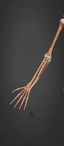 24K views · 338 reactions | Flexor Carpi Ulnaris Action Wrist Flexion | PhysioFixers | Facebook