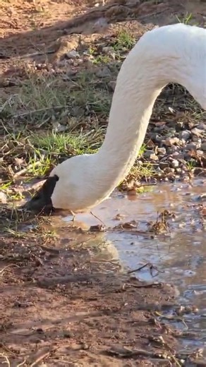 9K views · 161 reactions | Sunday Swan ASMR for your day! Did you...