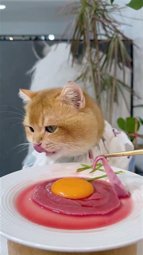 Unleash Your Virtual Pet's Appetite: Live Cat Feeding Show