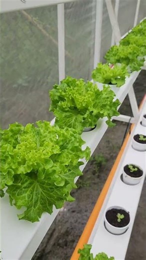 Estrosa Lettuce and olmetti lettuce grown in Hydroponic NFT System