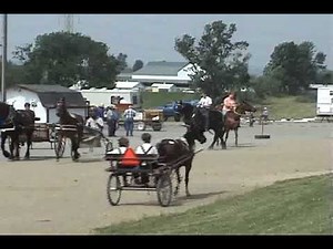 Ohio Amish horse sale