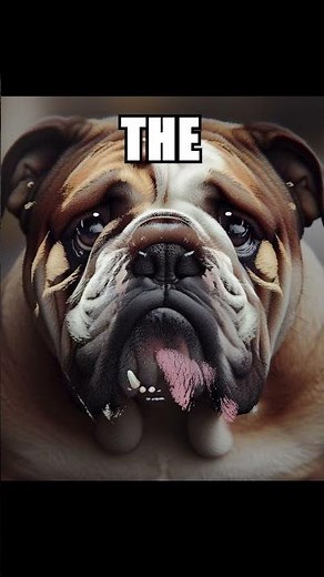 BULLDOG TO WIN WESTMINSTER!!??