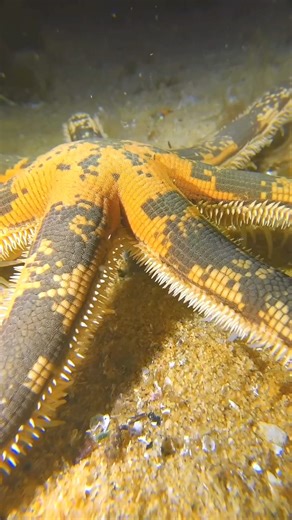 incredible animal transformation