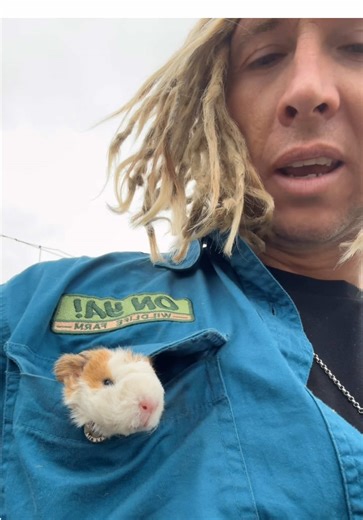 Why Pocket Pigs Make the Perfect Companions