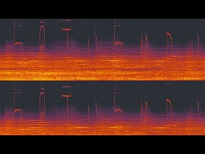 Numbers Stations signal - 1-Hour Recording - Elite: Dangerous