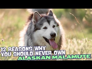 12 Reasons Why You Should Never Own an Alaskan Malamute
