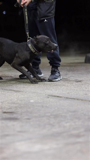Meet Falcon - Cannis panther 🇺🇸The definition of perfect protection dog it’s majestic and powerful attributes make it one of the most versatile breedsOwners @centralkingdom @designerdogsuk If you’re interested in content like this & collaborating with us Drop us a DM @pawpointuk➖➖➖#canispanther #protectiondog #protection | PAW POINT UK