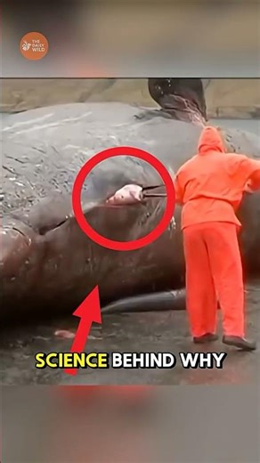 The Strange Science Behind Exploding Animals #animals
