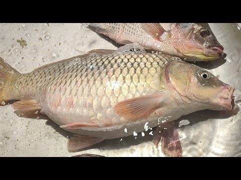fish cutting bd01 is live! কাটিং স্পেশালিটি ইস লাইভ