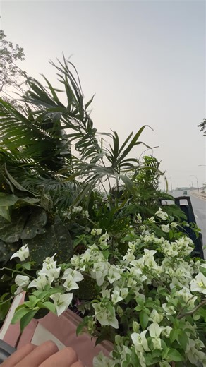 Grand Opening of Sunset River View Rooftop Restaurant