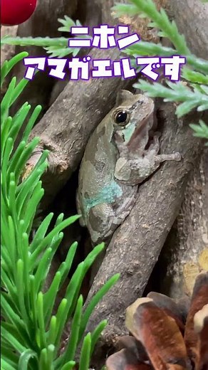 It turns out that Japanese tree frogs can perfectly camouflage themselves as Christmas trees! #fr...