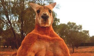 Roger, the kangaroo who earned worldwide fame after a photo of him crushing a metal bucket like a paper cup went viral, has died at the age of 12. Originally adopted as a joey when his mother was killed, he grew to well over 6ft tall and was recognisable for his muscular frame. | The Guardian