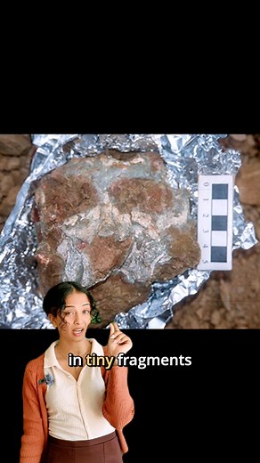 This face hasn’t been seen in 12 million years! Pierolapithecus catalaunicus is a primate fossil found in Spain, but the skull was shattered into tiny fragments. Thanks to high-res micro-CT scans, scientists finally pieced it back together. Led by Leakey Foundation grantee Dr. Kelsey Pugh, this work reveals where this species may fall on the great ape and human family tree… Support research like this through the link in our bio. @Notesbyniba: Producer, Host, Writer Meredith Johnson: Associate Pr