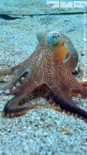 119K views · 2.8K reactions | A coconut octopus uses another act of...