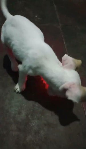 Chihuahua Puppy Throwback 🐾 | cute memories #relax #animallovers #play #fun