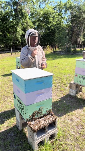 Poppy’s trying the fresh honey out the the bees hive 🐝 | poppy