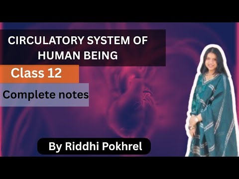 circulatory system of human beings/ Blood vessels/ class 12/ NEB