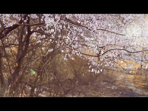 Pixabay Copyright Free Videos 4K Review and Download