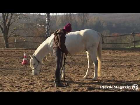 Die 7 Spiele von Parelli - Friendly Game