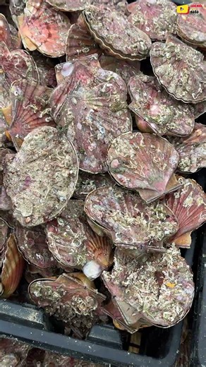 SAINT-MALO 🇲🇫 Coquilles Saint-Jacques