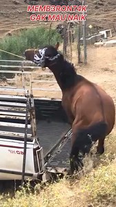 Tak Terkendali gak mau naik #trending #fyp #pacuankuda #mainjaran #pacoajara #Horserecing | Samsu