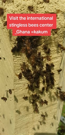 Stingless bees #visit #international #stingless #bees #center
