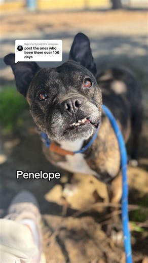 11K views · 414 reactions | 61 dogs in our care have been at the shelter for more than 100 days. Here are just a few. Please consider adopting a long stay shelter dog! Go to our website ➡️ vcas.us/dogs ➡️ sort by length of stay | Ventura County Animal Services | Facebook