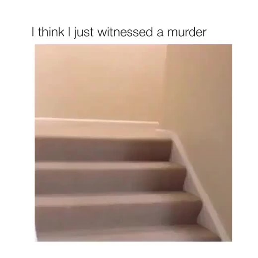 WT Fails Daily on Instagram: "The drama unfolding on my stairs today was quite intense. I genuinely thought I witnessed a canine crime scene. These two tiny fluffballs, typically the picture of innocence, decided to stage a dramatic wrestling match that looked suspiciously like something out of a suspense film. One moment, they're trotting along, and the next, it's a full-on takedown, complete with exaggerated yelps and a swift disappearance off-screen. It's safe to say their play sessions have 