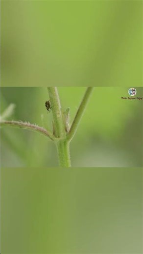 Why Plants Can’t Survive Without a Stem 🌿⚡