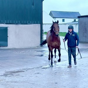 175K views · 1.6K reactions | By the sounds of it, Bouttemont is enjoying his new job as a stallion at Rathbarry Stud! He is about to walk in the door for his equine blind date, so what might he be saying?! “Is she nice?” “Is she a brunette or a red head??” “What’s her form like!?” 來 #BoutteCall | Kevin Blake Racing | Facebook
