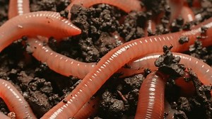 Earthworms Compost Soil Crawling Earthworms Night Stock Footage Video (100% Royalty-free) 3574636337 | Shutterstock