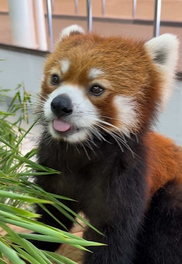 レッサーパンダの可愛さ満載！アドベンチャーワールド