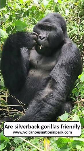 A gorilla story of the silver back told by our ranger guide | Volcanoes national park #reels