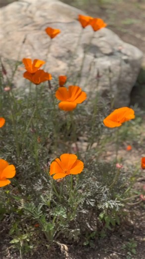 6.5K views · 191 reactions | With a beautiful pop of bright orange, it's no wonder that the California poppy is the official flower of the Golden State. 李 These stunning flowers are endemic to California and are an important pollen source to pollinators such as butterflies and bees. On your next Zoo visit, take a look around to find clusters of these joyful flowers dotted among our native pollinator gardens. #CaliforniaPoppyDay #CaliforniaPoppy #Flowers | Los Angeles Zoo | Facebook