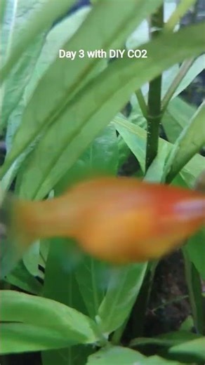 3 days with DIY CO2 system