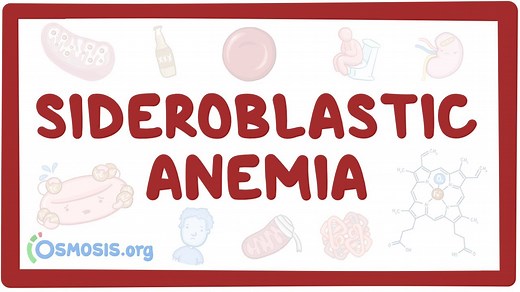 Sideroblastic anemia: Video, Causes, & Meaning | Osmosis