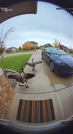 Delivery driver attacked by geese😮