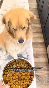 DM-01™ Daily Multivitamin is vet-formulated to help your dog thrive. Its 12 clinically scientifically studied ingredients (commonly deficient in the normal dog diet) deliver core nutritional benefits that proactively address long-term health. Invest in your dog's future today. | Smart Dog Health