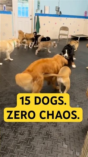 🐾 How to Sneak a Dog Into Daycare