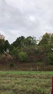 On September 28th, DEC, along with the New York State Office of Children and Family Services, released approximately 120 pheasants at the Honeoye Creek Wildlife Management Area as part of our Pheasant Release Program. To learn more about pheasants and available programs visit: http://www.dec.ny.gov/animals/72543.html | NYS Department of Environmental Conservation