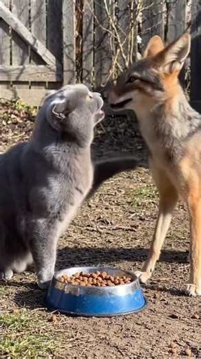 #a cat and a jackal sharing food