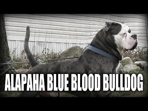 THE ALAPAHA BLUE BLOOD BULLDOG - A QUICK LOOK AT THE HISTORY AND BREED STANDARD