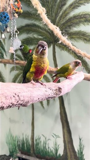 Conures playing inside our Aviary #birds #birdsavairy #parrot #conure #cute #animals