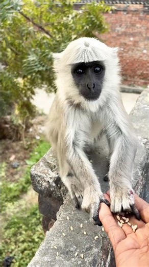 #funny #comedy #fun #memes #monkeysr #monkey #monkeychallenge #funnymonkey