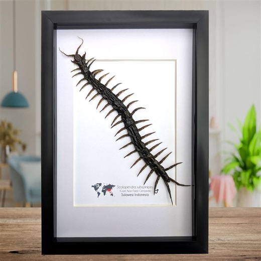 Taxidermy Scolopendra Subspinipes, Giant Tropical Centipede Display, Framed Nature Art (A4) - Etsy