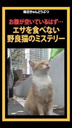空腹のはずの野良猫がエサを食べない理由