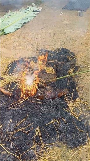 Pig burning for cooking